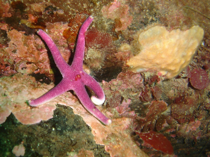 drunken starfish.JPG